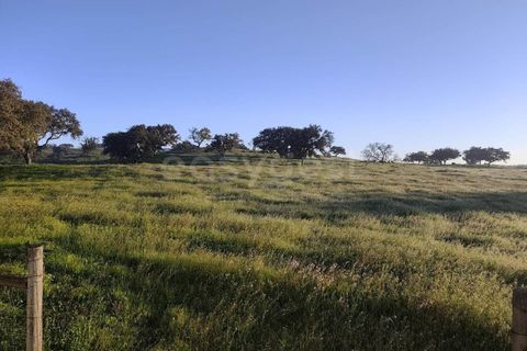 Farm hus i Messejana, Beja, Messejana - € 450.000 | Ref: BJ98859AJ - foto 28