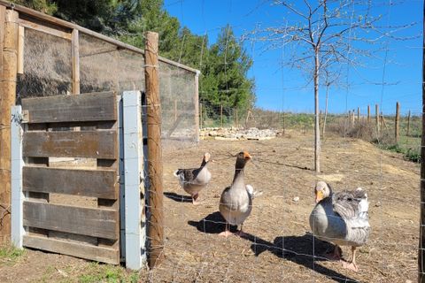 Leilighet i Capestang, Herault, Capestang - € 425 000 | Ref: qc425000e - foto 22