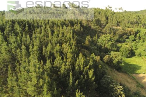 Terra a Silvares, Castelo Branco, Silvares - € 16.500 | Ref: 5684/AG - foto 2