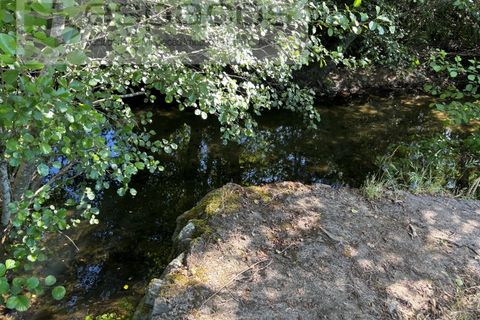 Terra a Silvares, Castelo Branco, Silvares - € 16.500 | Ref: 5684/AG - foto 3