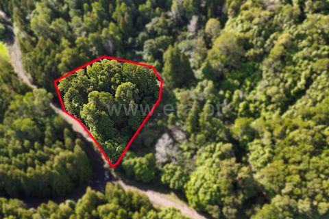 Helårsgrund i Sao Roque do Pico, Pico, Sao Roque do Pico - € 14.000 | Ref: 374250300 - foto 2