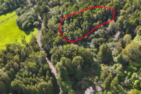 Helårsgrund i Sao Roque do Pico, Pico, Sao Roque do Pico - € 11.000 | Ref: 374250324 - foto 1