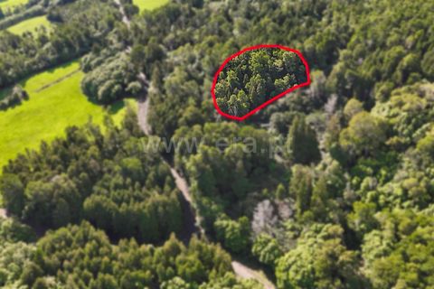 Helårsgrund i Sao Roque do Pico, Pico, Sao Roque do Pico - € 11.000 | Ref: 374250324 - foto 2
