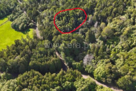 Helårsgrund i Sao Roque do Pico, Pico, Sao Roque do Pico - € 11.000 | Ref: 374250324 - foto 3