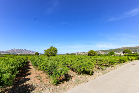 Terra a Denia, Alicante, Denia - € 170.000 | Ref: XN251001 - foto 10