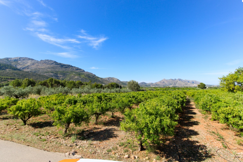 Terra a Denia, Alicante, Denia - € 170.000 | Ref: XN251001 - foto 6