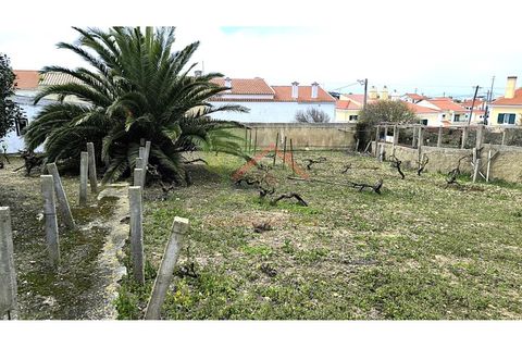 Farm i Mafra, Lisbon, Mafra - € 800.000 | Ref: FIN_124 - foto 13