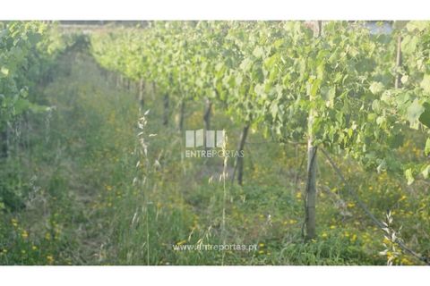 Helårsgrund i Moncao, Viana do Castelo, Moncao - € 493.500 | Ref: C02910 - foto 7