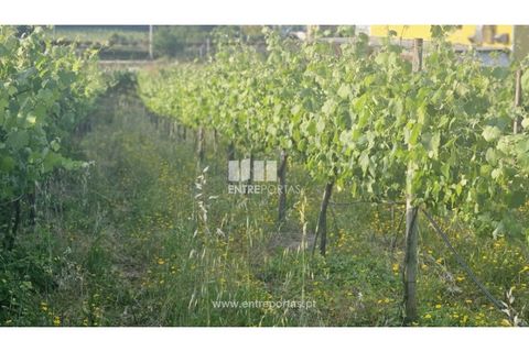 Helårsgrund i Moncao, Viana do Castelo, Moncao - € 493.500 | Ref: C02910 - foto 8