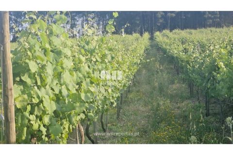 Helårsgrund i Moncao, Viana do Castelo, Moncao - € 493.500 | Ref: C02910 - foto 10