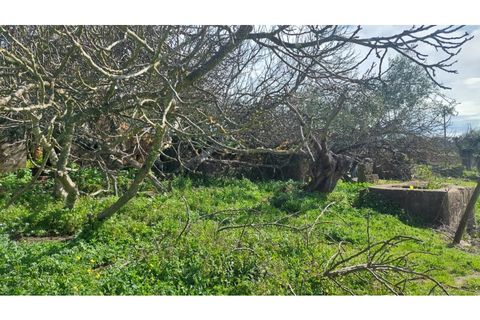 Helårsgrund i Macao, Santarem, Macao - € 29.500 | Ref: SÒL_157 - foto 9