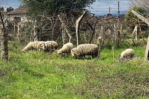 Helårsgrund i Moncao, Viana do Castelo, Moncao - € 35.000 | Ref: C0393-01442 - foto 9