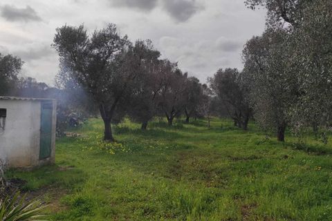 Villa i Ostuni, Brindisi, Ostuni - € 150.000 | Ref: 935 - foto 5