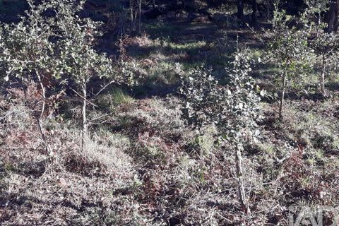 Terra a Monchique, Faro, Monchique - € 17.000 | Ref: 849223 - foto 2