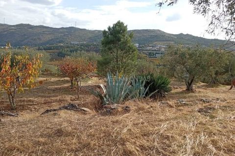 Gård i Tabuaco, Viseu, Tabuaco - € 355 000 | Ref: MF-RMR - foto 3