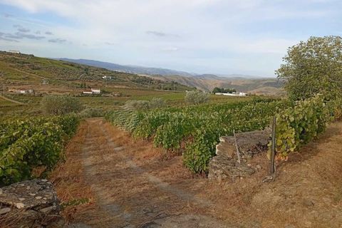 Farm i Tabuaco, Viseu, Tabuaco - € 290.000 | Ref: MF-FRD - foto 1