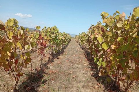 Farm i Tabuaco, Viseu, Tabuaco - € 290.000 | Ref: MF-FRD - foto 3