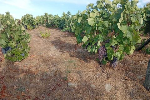 Farm i Tabuaco, Viseu, Tabuaco - € 290.000 | Ref: MF-FRD - foto 7
