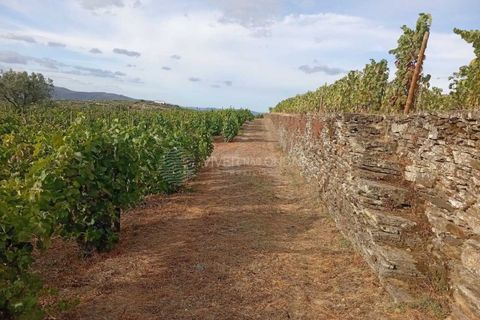 Farm i Tabuaco, Viseu, Tabuaco - € 290.000 | Ref: MF-FRD - foto 9