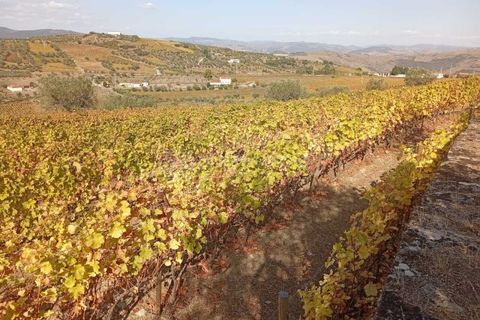 Farm i Tabuaco, Viseu, Tabuaco - € 290.000 | Ref: MF-FRD - foto 10