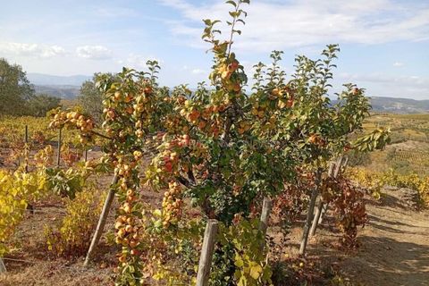 Farm i Tabuaco, Viseu, Tabuaco - € 290.000 | Ref: MF-FRD - foto 11