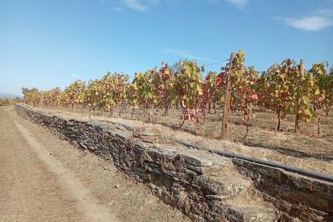 Farm i Tabuaco, Viseu, Tabuaco - € 290.000 | Ref: MF-FRD - foto 16