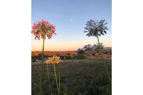 Farm i Estremoz, Evora, Estremoz - € 1.450.000 | Ref: MAS_3199 - foto 50