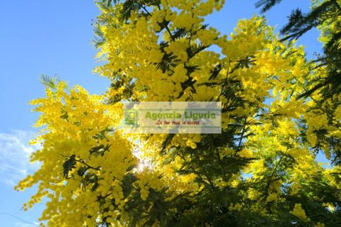Villa a Perinaldo, Imperia, Perinaldo - € 220.000 | Ref: 1125 - foto 31
