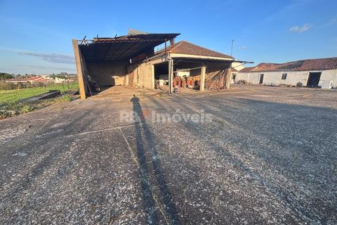 Farm i Riachos, Santarem, Riachos - € 435.000 | Ref: 01922-26 - foto 2