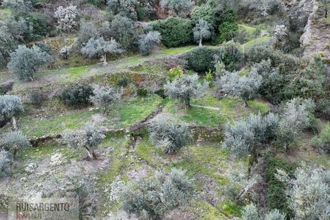 Helårsgrund i Castelo Branco, Castelo Branco, Castelo Branco - € 24.000 | Ref: SÒL_250RS150326 - foto 2