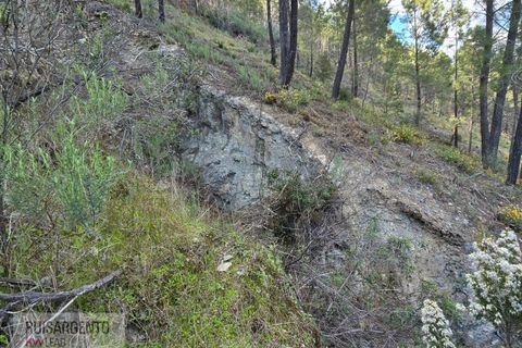Helårsgrund i Castelo Branco, Castelo Branco, Castelo Branco - € 24.000 | Ref: SÒL_250RS150326 - foto 4