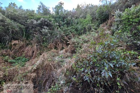 Helårsgrund i Castelo Branco, Castelo Branco, Castelo Branco - € 24.000 | Ref: SÒL_250RS150326 - foto 9