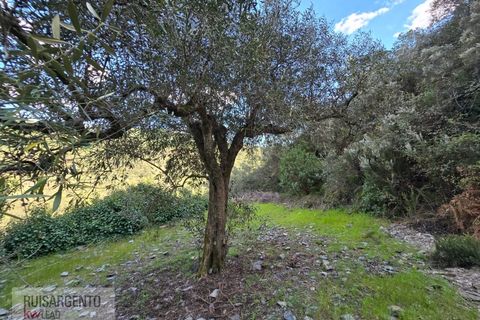 Helårsgrund i Castelo Branco, Castelo Branco, Castelo Branco - € 24.000 | Ref: SÒL_250RS150326 - foto 10