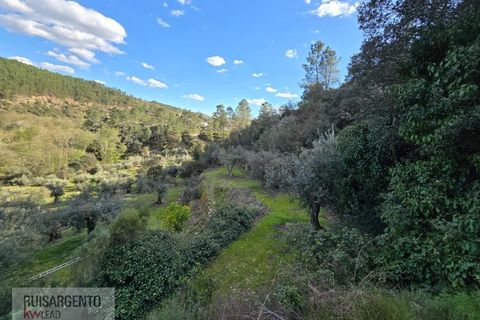 Helårsgrund i Castelo Branco, Castelo Branco, Castelo Branco - € 24.000 | Ref: SÒL_250RS150326 - foto 14