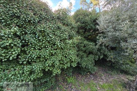 Helårsgrund i Castelo Branco, Castelo Branco, Castelo Branco - € 24.000 | Ref: SÒL_250RS150326 - foto 16