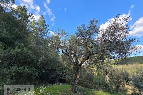 Helårsgrund i Castelo Branco, Castelo Branco, Castelo Branco - € 24.000 | Ref: SÒL_250RS150326 - foto 24