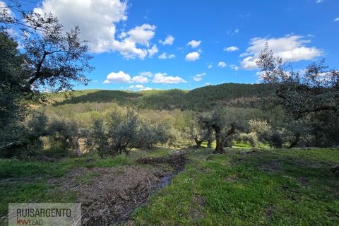 Helårsgrund i Castelo Branco, Castelo Branco, Castelo Branco - € 24.000 | Ref: SÒL_250RS150326 - foto 27