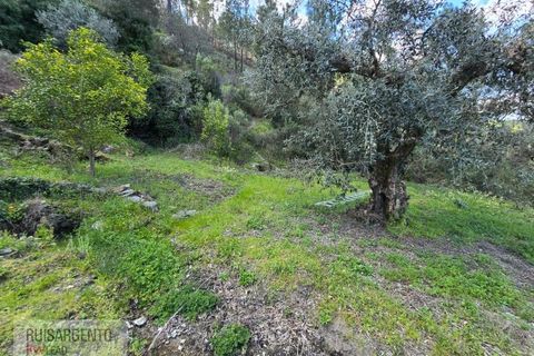 Helårsgrund i Castelo Branco, Castelo Branco, Castelo Branco - € 24.000 | Ref: SÒL_250RS150326 - foto 31