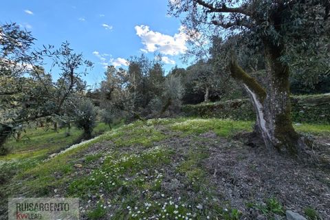 Helårsgrund i Castelo Branco, Castelo Branco, Castelo Branco - € 24.000 | Ref: SÒL_250RS150326 - foto 34