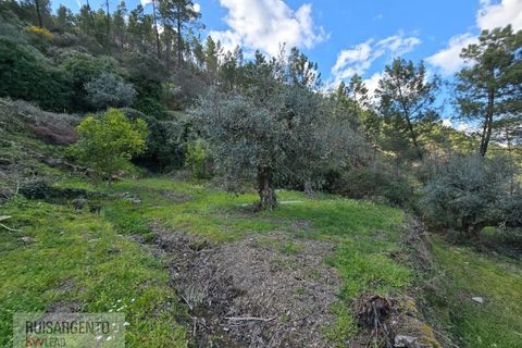 Helårsgrund i Castelo Branco, Castelo Branco, Castelo Branco - € 24.000 | Ref: SÒL_250RS150326 - foto 37