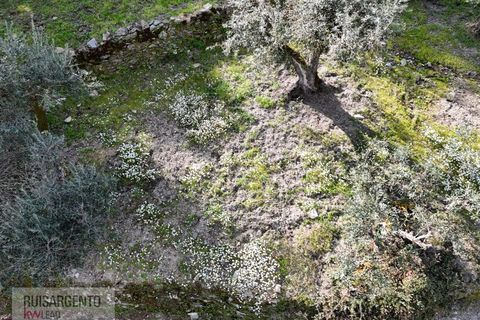 Helårsgrund i Castelo Branco, Castelo Branco, Castelo Branco - € 24.000 | Ref: SÒL_250RS150326 - foto 39