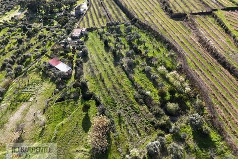 Terra a Alpedrinha, Castelo Branco, Alpedrinha - € 55.000 | Ref: SÒL_249RS140326 - foto 4