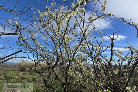 Terra a Alpedrinha, Castelo Branco, Alpedrinha - € 55.000 | Ref: SÒL_249RS140326 - foto 5