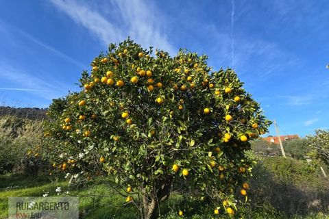 Terra a Alpedrinha, Castelo Branco, Alpedrinha - € 55.000 | Ref: SÒL_249RS140326 - foto 7