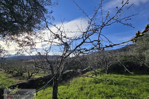 Terra a Alpedrinha, Castelo Branco, Alpedrinha - € 55.000 | Ref: SÒL_249RS140326 - foto 11