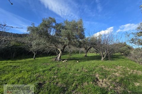 Terra a Alpedrinha, Castelo Branco, Alpedrinha - € 55.000 | Ref: SÒL_249RS140326 - foto 12