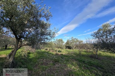 Terra a Alpedrinha, Castelo Branco, Alpedrinha - € 55.000 | Ref: SÒL_249RS140326 - foto 13
