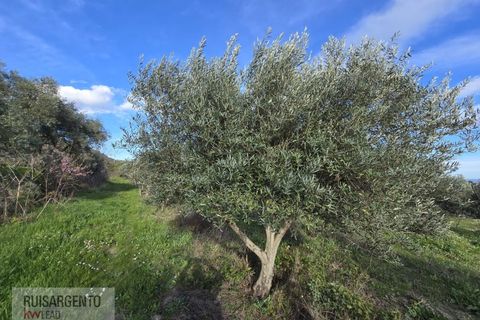 Terra a Alpedrinha, Castelo Branco, Alpedrinha - € 55.000 | Ref: SÒL_249RS140326 - foto 17