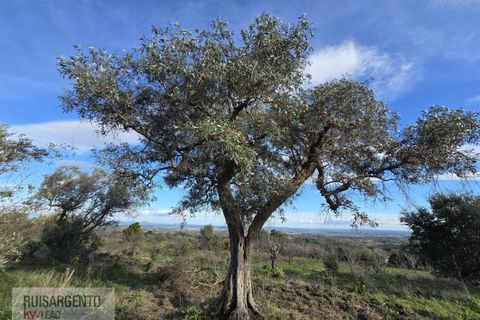 Terra a Alpedrinha, Castelo Branco, Alpedrinha - € 55.000 | Ref: SÒL_249RS140326 - foto 19
