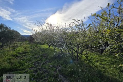Terra a Alpedrinha, Castelo Branco, Alpedrinha - € 55.000 | Ref: SÒL_249RS140326 - foto 21